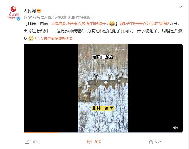 偶遇8只好奇心极强的傻狍子：白屁股好似一团棉花